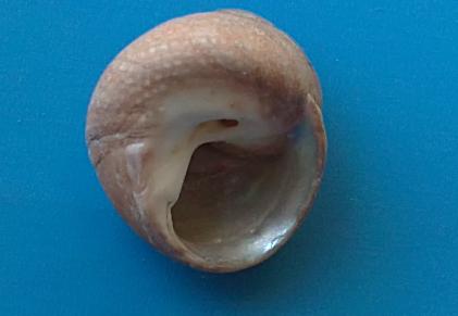 Gibbula adriatica?